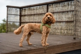 How Do I Introduce a New Puppy to My Older Dog?