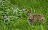 Why Does My Rabbit Thump Its Feet?